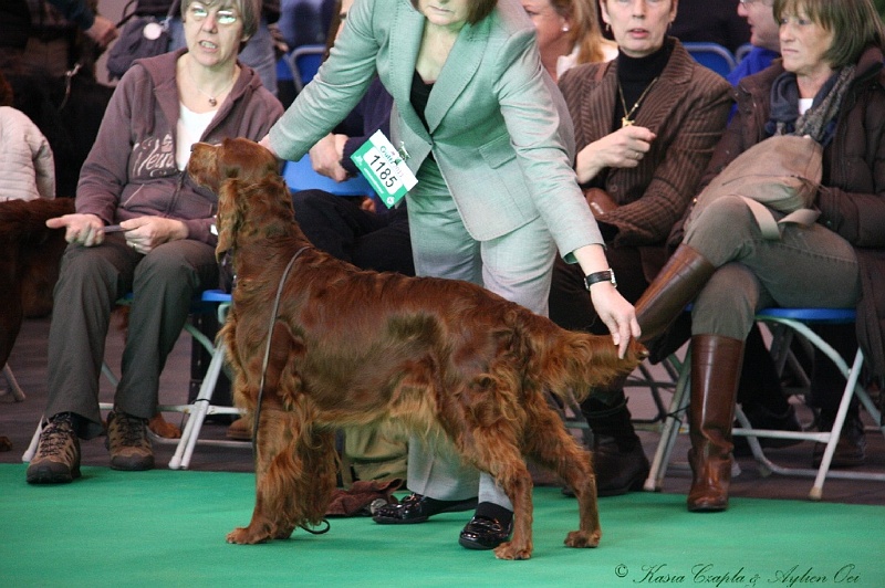 Crufts2011 018.jpg